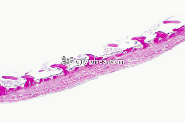 Peau de Poisson CT x10 - gryphea.com